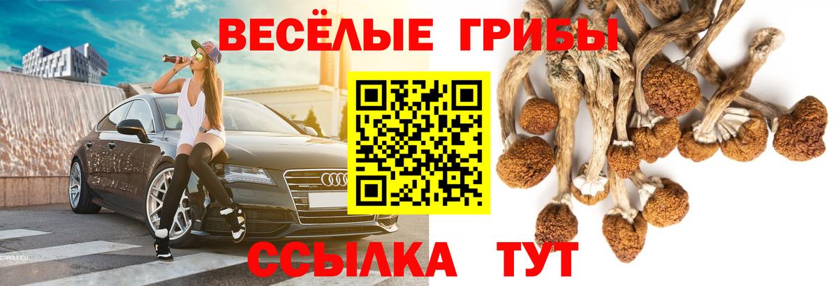 Галлюциногенные грибы Psilocybe Ленинск-Кузнецкий
